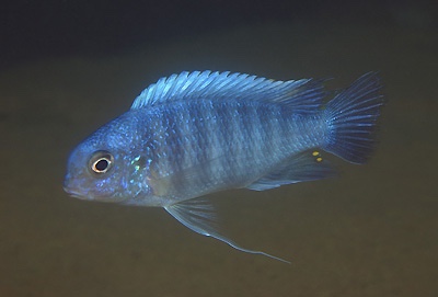 Tropheops sp. 'mauve' Ndumbi Point